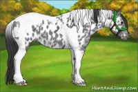 Horse Color:Black Ice Tobiano Appaloosa 