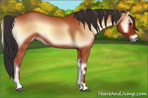 Horse Color:Bay Onyx 