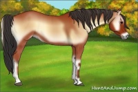 Horse Color:Bay Onyx 