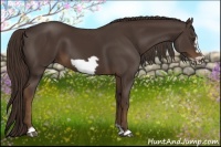 Horse Color:Liver Chestnut Frame 