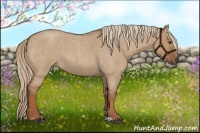Horse Color:Red Dun Roan 