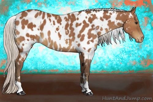 Horse Color:White Spotted Silver Bay Appaloosa