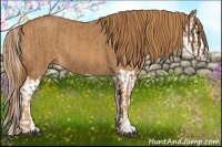 Horse Color:Chestnut  and Chestnut Splash 