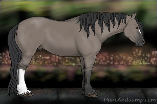 Horse Color:Grullo