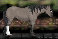 Horse Color:Grullo 