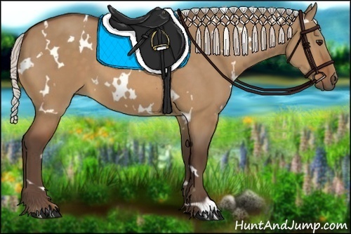 Horse Color:White Spotted Silver Bay Dun