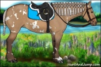 Horse Color:White Spotted Silver Bay Dun