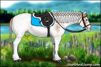 Horse Color:White Spotted Chestnut 