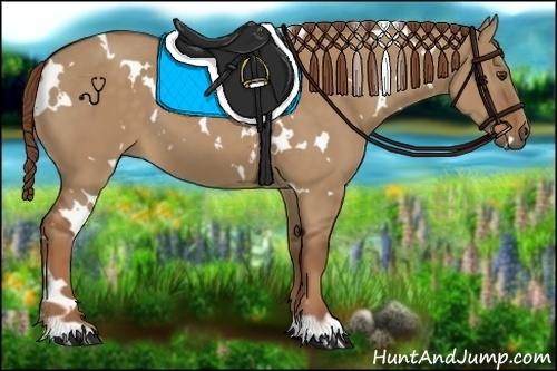 Horse Color:White Spotted Red Dun 