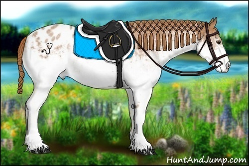 Horse Color:White Spotted Chestnut Appaloosa 