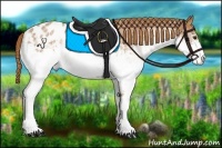 Horse Color:White Spotted Chestnut Appaloosa 