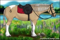 Horse Color:Palomino Sabino Tobiano 