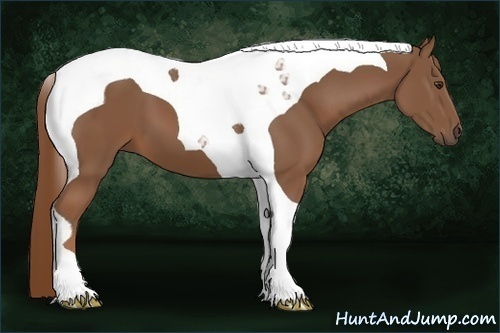 Horse Color:Chestnut Tobiano