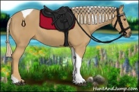 Horse Color:Palomino Tobiano Rabicano 