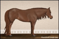 Horse Color:Chestnut 