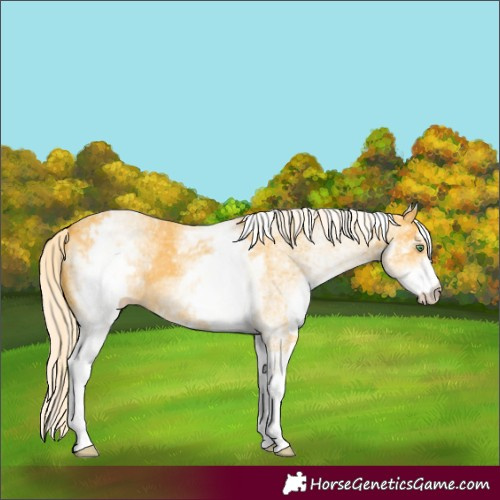Horse Color:White Spotted Gold Cream Champagne 