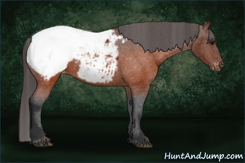Horse Color:Brown Appaloosa 