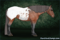 Horse Color:Brown Appaloosa 