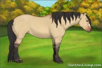 Horse Color:Bay Dun
