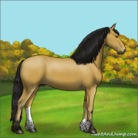 Horse Color:Gray Buckskin 