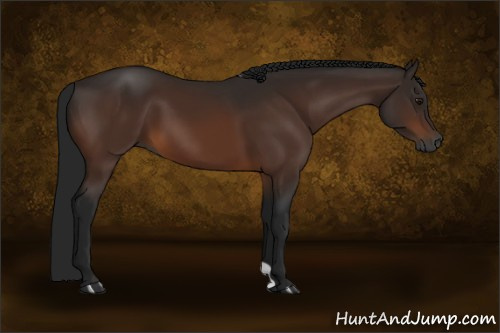 Horse Color:Gray Bay 