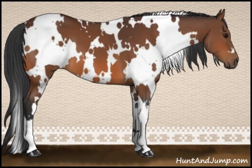 Horse Color:White Spotted Bay 