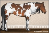Horse Color:White Spotted Bay 