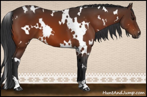 Horse Color:White Spotted Bay 