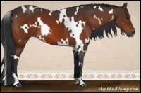 Horse Color:White Spotted Bay 