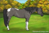 Horse Color:Grullo Tobiano