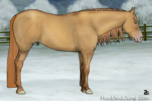 Horse Color:Gray Gold Champagne Dun 