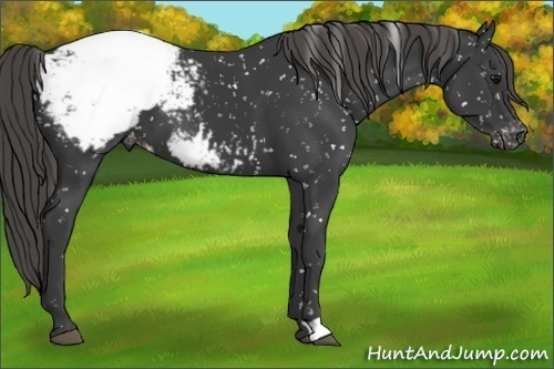 Horse Color:Smoky Black Appaloosa 