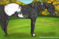 Horse Color:Smoky Black Appaloosa 