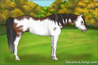Horse Color:Bay Splash Frame Rabicano