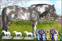 Horse Color:White Spotted Liver Chestnut Ice Rabicano 