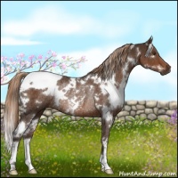 Horse Color:White Spotted Liver Chestnut Rabicano 