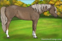 Horse Color:Chocolate Palomino 