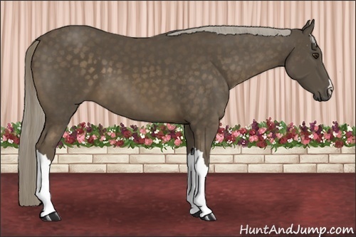 Horse Color:Chocolate Palomino 