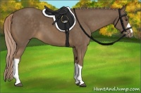 Horse Color:Chocolate Palomino 