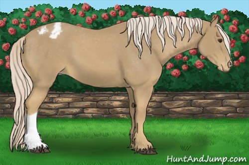 Horse Color:Palomino Appaloosa 