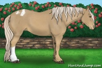 Horse Color:Palomino Appaloosa 
