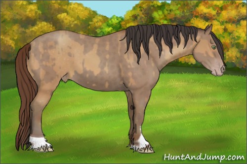 Horse Color:Amber Champagne Appaloosa  and Classic Champagne Tobiano 