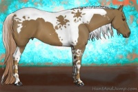 Horse Color:Chocolate Palomino Tobiano 
