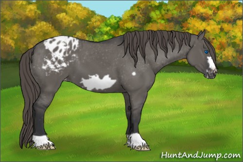 Horse Color:Grullo Frame Appaloosa 