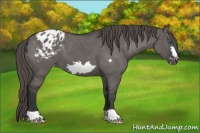 Horse Color:Grullo Frame Appaloosa
