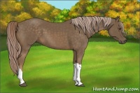 Horse Color:Chocolate Palomino 