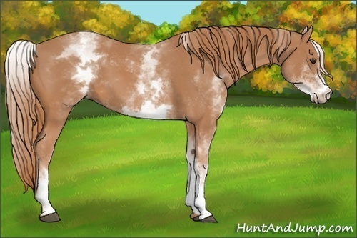 Horse Color:White Spotted Chestnut 