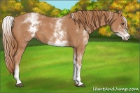 Horse Color:White Spotted Chestnut 