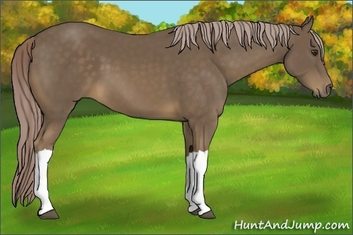 Horse Color:Unknown 