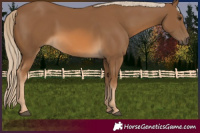 Horse Color:Chocolate Palomino 